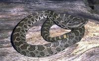 Image of: Sistrurus catenatus (eastern massasauga rattlesnake)