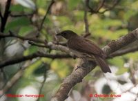 Malaysian Honeyguide - Indicator archipelagicus