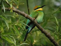 Rainbow Bee-eater - Merops ornatus