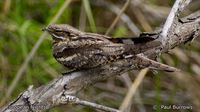 Eurasian Nightjar - Caprimulgus europaeus