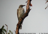 Olive-backed Oriole - Oriolus sagittatus