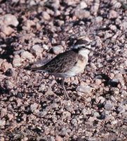 Kittlitz's Plover - Charadrius pecuarius