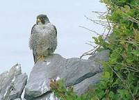 Peregrine Falcon (Falco peregrinus) photo