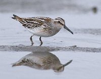 Broad-billed Sandpiper (Limicola falcinellus) photo