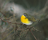 Yellow-breasted Chat (Icteria virens) photo