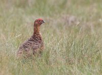 Red Grouse (Lagopus lagopus lagopus) photo