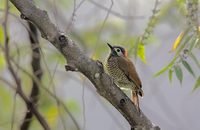 Golden-olive Woodpecker (Piculus rubiginosus) photo