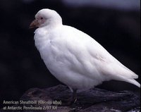 Snowy Sheathbill - Chionis alba