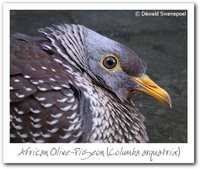 Rameron Pigeon - Columba arquatrix