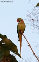 Alexandrine Parakeet - Psittacula eupatria