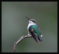 Violet-crowned Woodnymph - Thalurania colombica