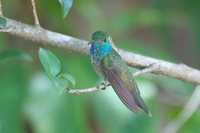 Versicolored Emerald - Agyrtria versicolor