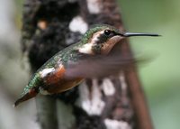 White-bellied Woodstar - Chaetocercus mulsant