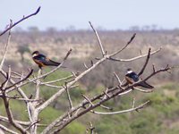 Mosque Swallow - Cecropis senegalensis