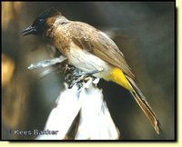 Common Bulbul - Pycnonotus barbatus