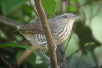 Thrush-like Wren - Campylorhynchus turdinus