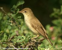 Sykes' Warbler - Hippolais rama
