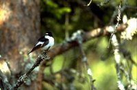 European Pied Flycatcher - Ficedula hypoleuca