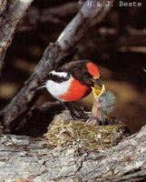 Red-capped Robin - Petroica goodenovii