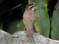 White-browed Laughingthrush - Garrulax sannio