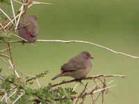 Red-billed Firefinch - Lagonosticta senegala