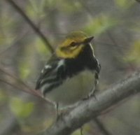 Black-throated Green Warbler - Dendroica virens