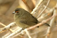 Greater Antillean Bullfinch - Loxigilla violacea