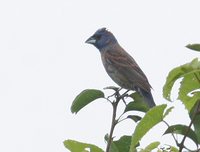 Blue Grosbeak - Passerina caerulea