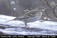 Pechora Pipit  (Attu Island, Alaska)