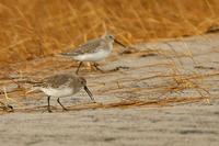 Dunlin