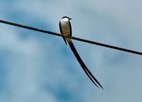 Fork-tailed Flycatcher front  