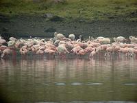 Greater Flamingo (Större flamingo) - Phoenicopterus ruber - Lesser Flamingo (Mindre flamingo) - ...