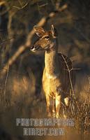 Female Nyala ( Tragelaphus angasi ) , Hlane Royal National Park , Swaziland stock photo