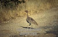 Red crested korhaan , Eupodotis ruficrista , Hwange National Park , Zimbabwe stock photo