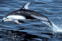 Pacific White-Sided Dolphin