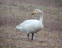 Whooper Swan