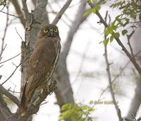 Brown hawk owl C20D 03891.jpg