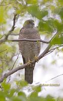 Japanese sparrowhawk C20D 03629.jpg