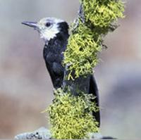 White-headed Woodpecker