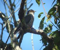 Oriental Cuckoo » Cuculus saturatus