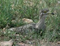 Spotted Thick-knee p.120