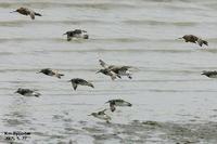 Tringa cinereus , 뒷부리도요 - Terek Sandpiper