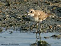 Lesser Sandplover Charadrius mongolus