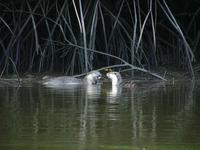 Smooth coated otter (Lutra perspicillata)