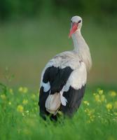 White Stork (Ciconia ciconia)