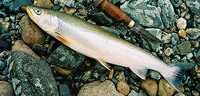 Yellowmouth Char Salvelinus levanidovi