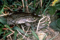 : Bufo amatolicus; Amatola Toad