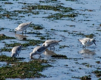 : Calidris alba; Sanderling