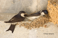 : Delichon urbica; House Martin