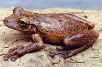 : Scinax hayii